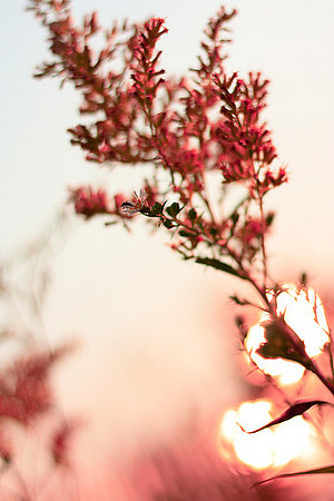 Sunset and Flowers